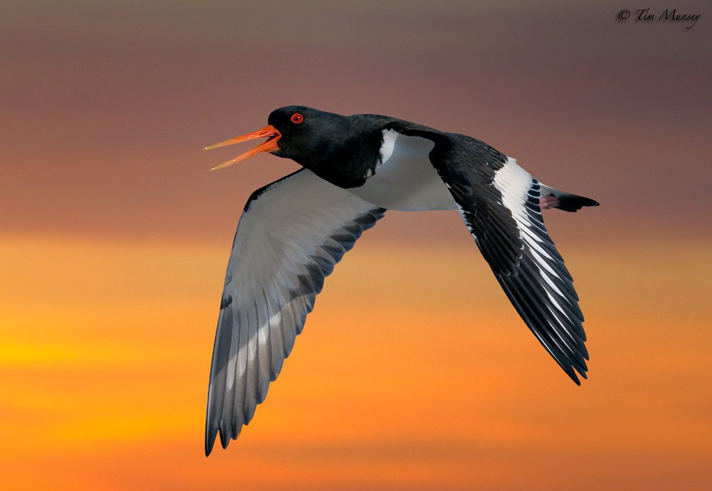 Oystercatcher sunset.jpg